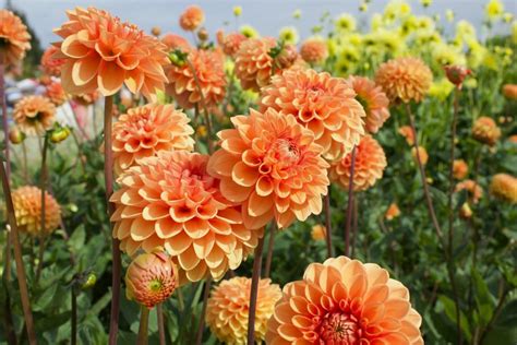 Everything You Need to Know About Dahlia Flower Care | HappySprout