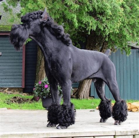 Dog Groomer Painted Her Poodle Black and White and Turned Him Into a ...