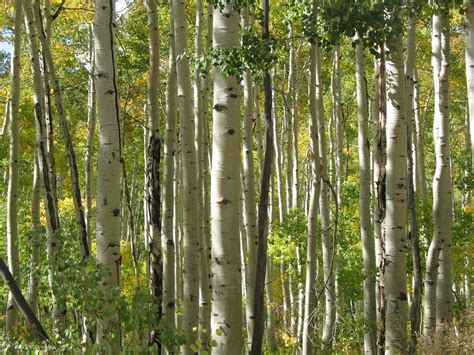 Aspen Bark for Natural Home Decor