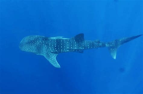 My whale shark dream became true in Utila, Honduras - World Adventure Divers