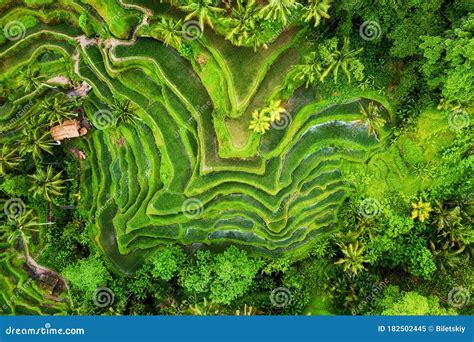 Aerial View on the Rice Terraces. Landscape with Drone. Agricultural ...