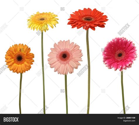 Five Flowers Isolated Image & Photo (Free Trial) | Bigstock