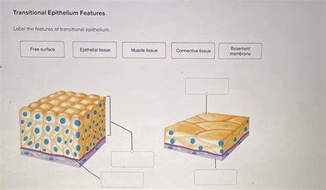 Transitional Epithelium Tissue