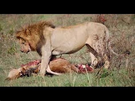 Lion Eating Antelope - lion attack,lion hunting,lions kill,lions documentary 2015 - YouTube