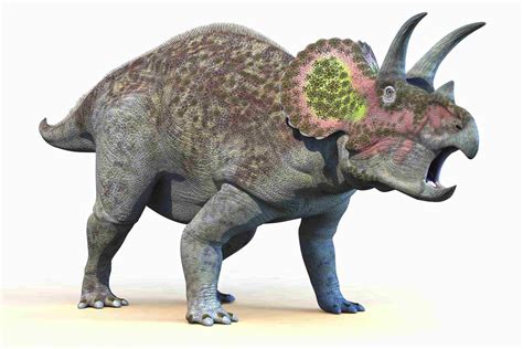 10 Intriguing Facts About the Triceratops