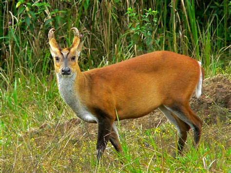 The "barking" deer | Read about the Indian Muntjac here