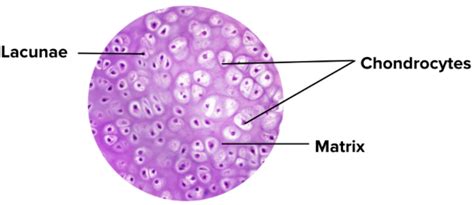 Chondrocytes are the cells of which tissue?