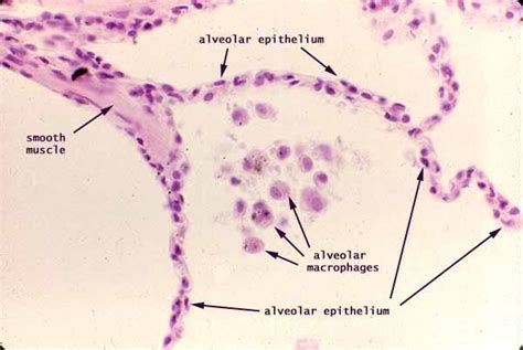 Histology at SIU