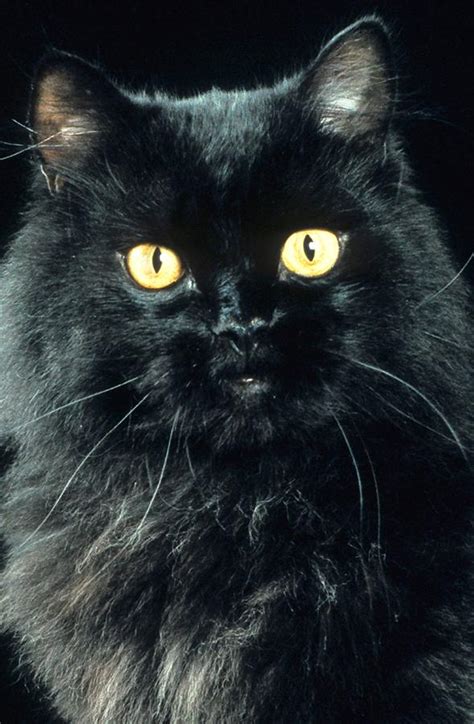 Black Persian Cat Photograph by Larry Allan