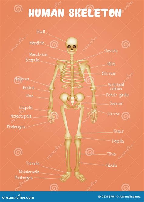 Diagram of the Human Skeleton Stock Illustration - Illustration of body, anatomy: 93395701