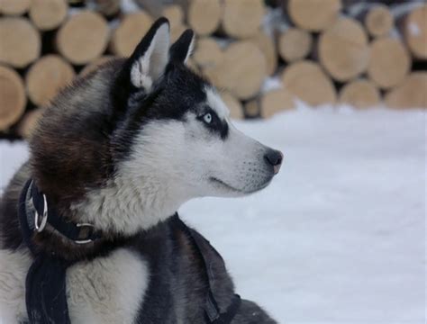 Demon from Snow Dogs - Siberian Huskies Photo (32170989) - Fanpop