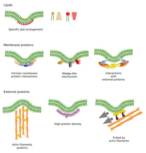 The cell. 3. Cell membrane. Permeability, fluidity, heterogeneity. Atlas of plant and animal ...