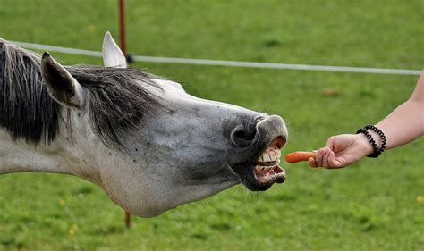 Can Horses Eat Carrot Tops? Are They Worth it? [Benefits + More]