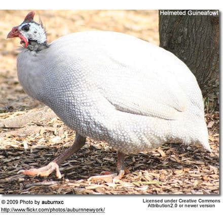 Helmeted Guineafowl (Numida meleagris) Information | Earth Life