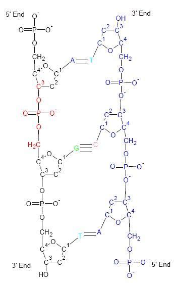 The Correct Structure of Dna Monomers Can Be Presented as