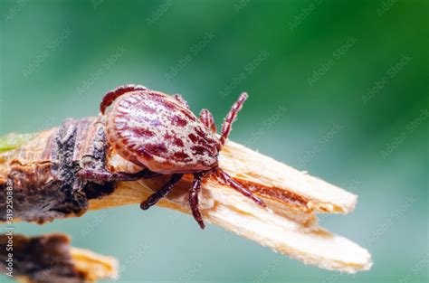 Tick, dangerous parasite and the carrier of infection sits on a branch Stock Photo | Adobe Stock