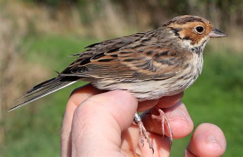 CAMBRIDGESHIRE BIRD CLUB GALLERY: Little Bunting