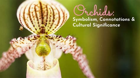 ORCHIDS: SYMBOLISM, CONNOTATIONS & CULTURAL SIGNIFICANCE – Melody Farms ...