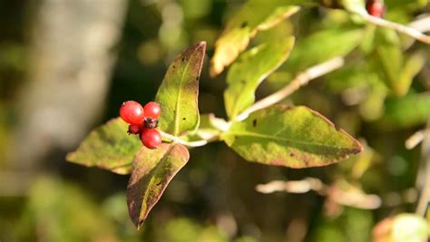 Honeysuckle Berries Stock Footage Video 4864091 - Shutterstock