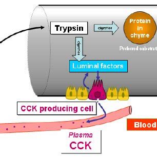 Roles of cholecystokinin (CCK) in digestion. Compiled from sources in ...