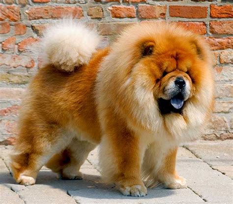 Chow Chow Dog Breed Information, Images, Characteristics, Health