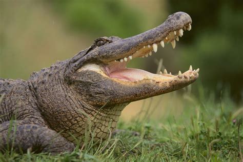 Giant Eight-Foot Alligator Makes Itself at Home on Front Porch in ...