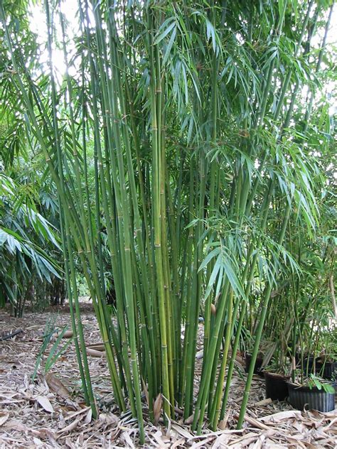 Slender Weavers Bamboo's stalks are tall, narrow and straight, and graceful leaves with ever ...