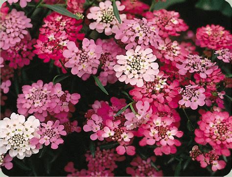 Candytuft