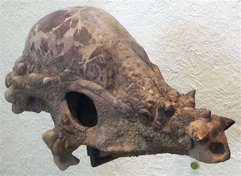 800px-Pachycephalosaur_Skull_(AMNH_1696)[1] - DinoPit