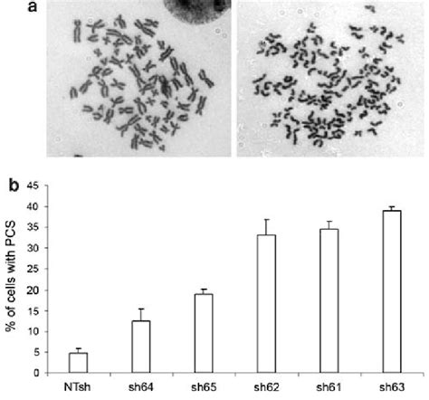 Increase in premature sister-chromatid separation is proportional to... | Download Scientific ...