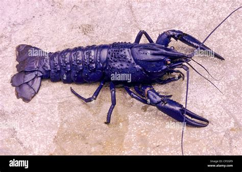 Largest Crayfish Species