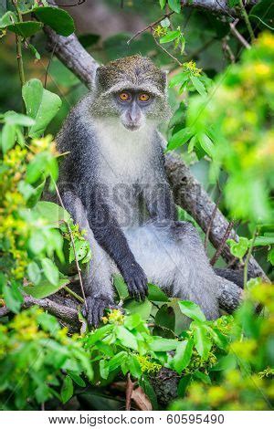 Blue Monkey Image & Photo (Free Trial) | Bigstock