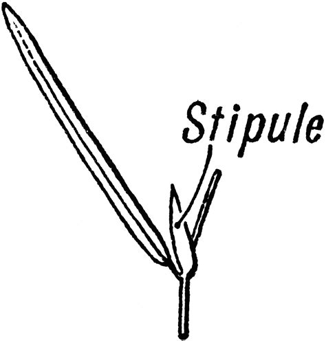 Stipule | ClipArt ETC