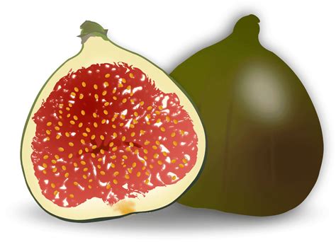 Common Fig PNG Images Transparent Free Download