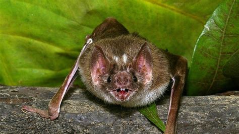 Vampire bats in Peru killing more cows than previously thought – study — RT World News