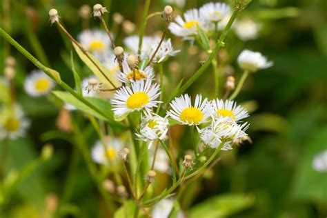 Daisy Fleabane Growing: How To Care For Fleabane In Garden