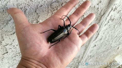 Palo Verde Beetle is Ugly But Harmless | The Arizona Report™