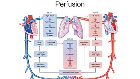 134 exam 2 perfusion ppt Diagram | Quizlet