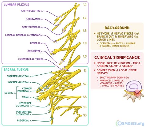 Sacral Plexus Drawing