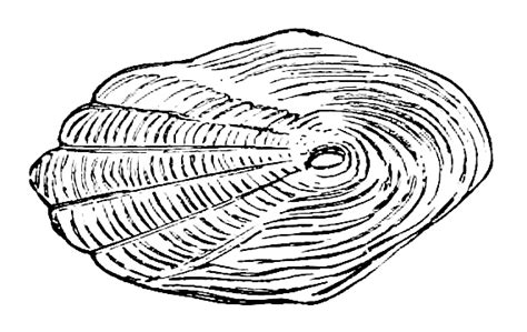 Cycloid scales – Fishionary