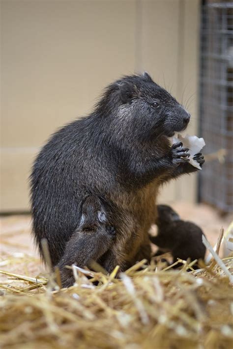 Three Cuban Hutias Born at NaturZoo Rheine - ZooBorns