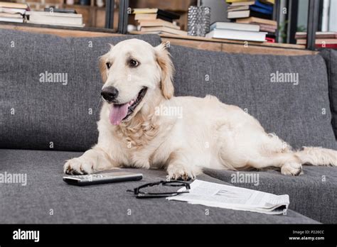 Dog tv remote control hi-res stock photography and images - Alamy