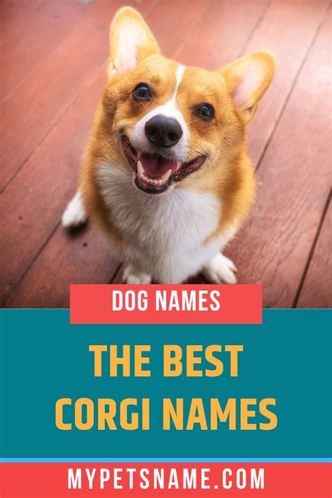 Best Corgi Names | Corgi names, Corgi, Dog names unique