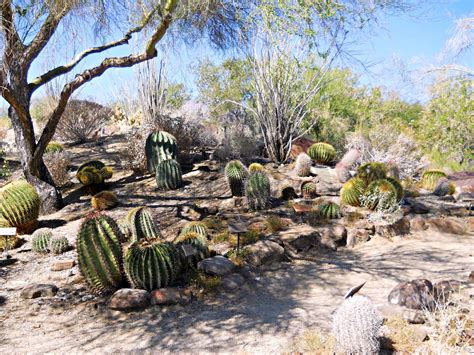 The Living Desert in Palm Desert, California - ButterflyInTheAttic