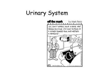 PPT - Urinary Catheterization PowerPoint Presentation, free download - ID:1281345