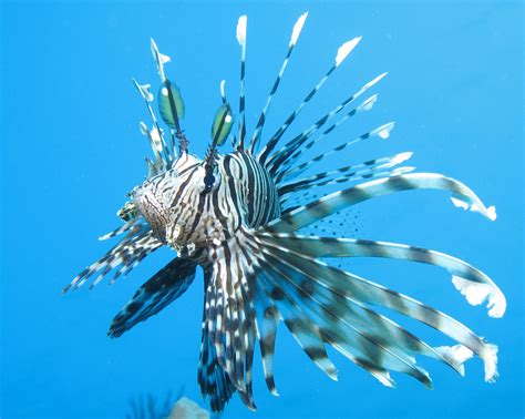 Lionfish