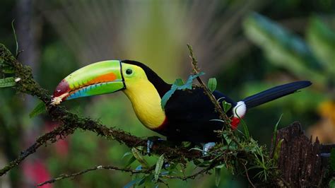 Pictures Of Birds Flying ~ Tropical Toucan Parrot Exotic Bird Colors ...