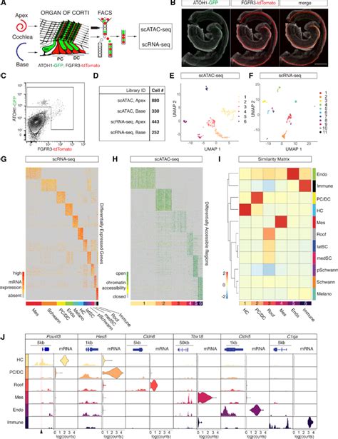 scATAC-seq and scRNA-seq profiling of isolated HCs and PC/DCs. (A ...