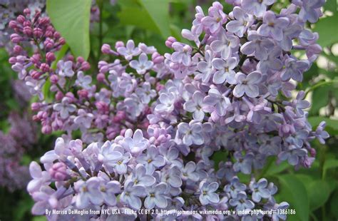 Miss Kim Lilac bushes for sale at Maples N More Nursery