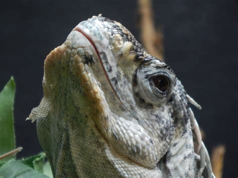 Iguana Close Up Eye - Free photo on Pixabay - Pixabay